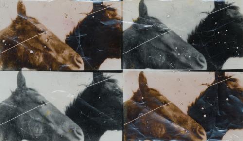 DOUG Y MIKE STARN (Nueva Jersey, 1961), Horses #15, Estampa