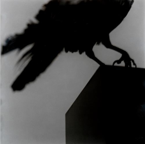 474   -  <p><span class="object_author">ALBERTO GARCÍA-ALÍX (León, 1956) - Monólogo con un cuervo </span></p>
