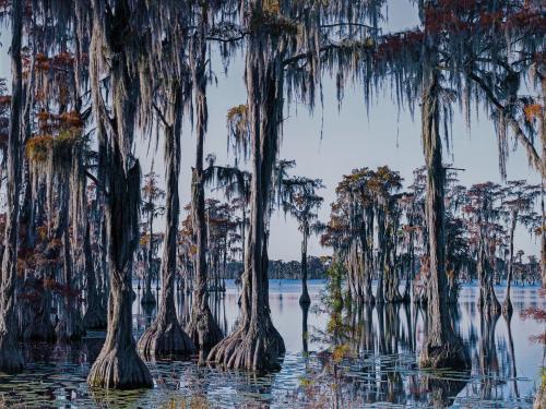 450   -  <p><span class="object_author">PIERRE GONNORD (Cholet, 1963 - Madrid, 1954) - Swamp III</span></p>
