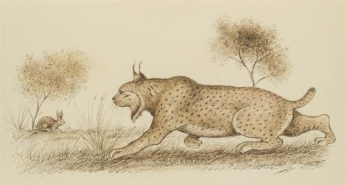 960   -  <p><span class="object_author">ESCUELA ESPAÑOLA. Siglo XX - Lince</span></p>