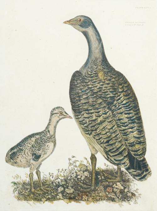 47   -  <p><span class="object_author">ESCUELA INGLESA. Siglo XX - Cerceta común (macho y hembra), avutarda común con su cria y sisón común</span></p>