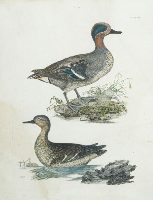 ESCUELA INGLESA. Siglo XX, Cerceta común (macho y hembra), 