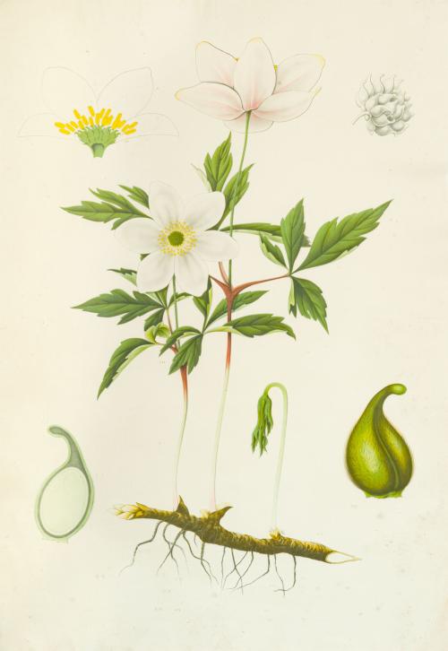 ESCUELA SUECA. Siglo XX , Pareja de láminas de botánica que