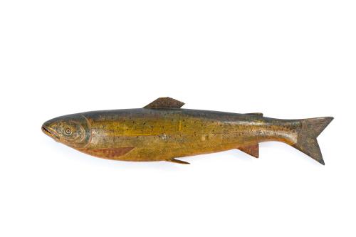 Gran modelo de salmón en madera tallada y policromada, posi